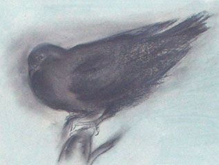 Oiseau