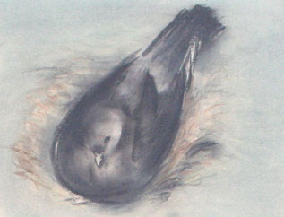 Oiseau