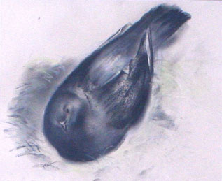 Oiseau